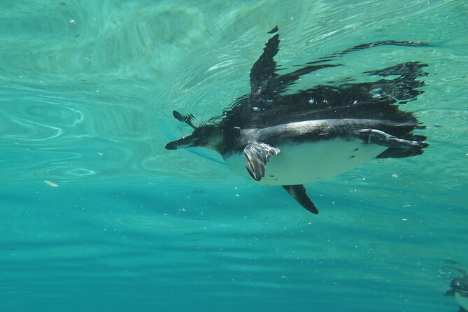 Day Tour to Isabela Island With Tintorera Islet, Snorkeling Wetlands & Flamingos - Tour Overview and Highlights