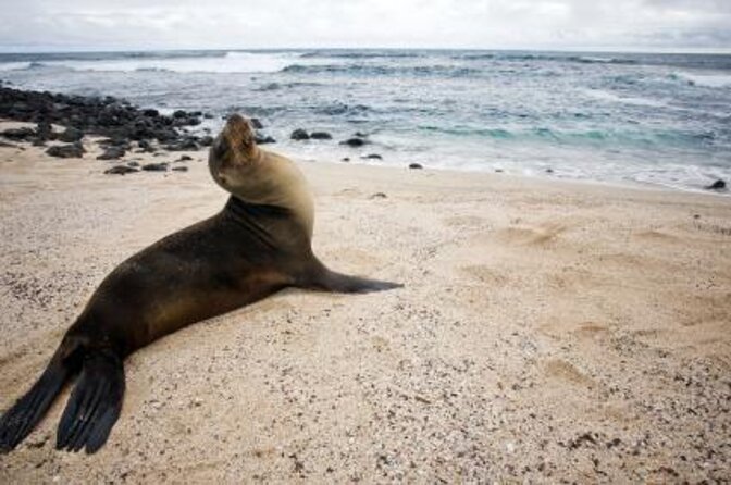 Day Tour to Pinzón Island and La Fé/Palmitas Bay With Snorkeling and Fishing - Key Points