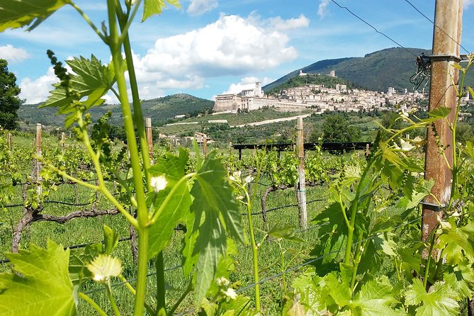 Deluxe Picnic Assisi for 2 and Wine Tasting of 5 Wines - Key Points