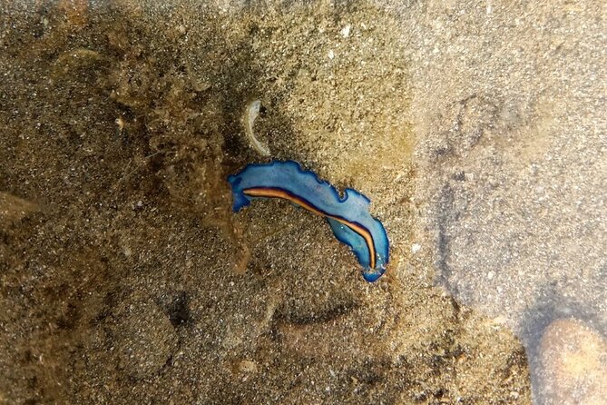 Desaru Beachlife & Tidepool Discovery - Key Points