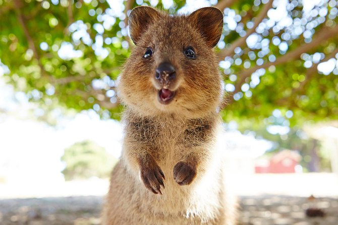 Discover Rottnest With Ferry & Bus Tour - Key Points