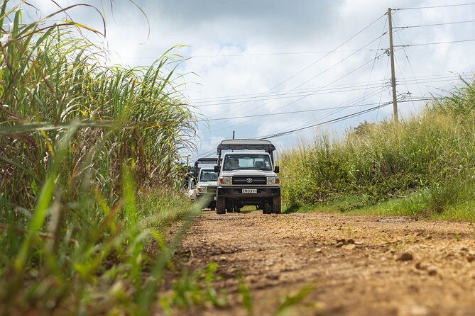 Discovery Safari