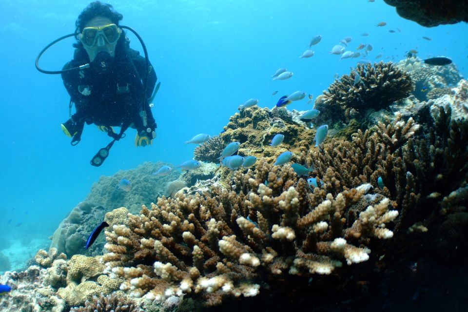 Diving Santa Marta & Tayrona for Certified Divers (2 Tanks) - Key Points