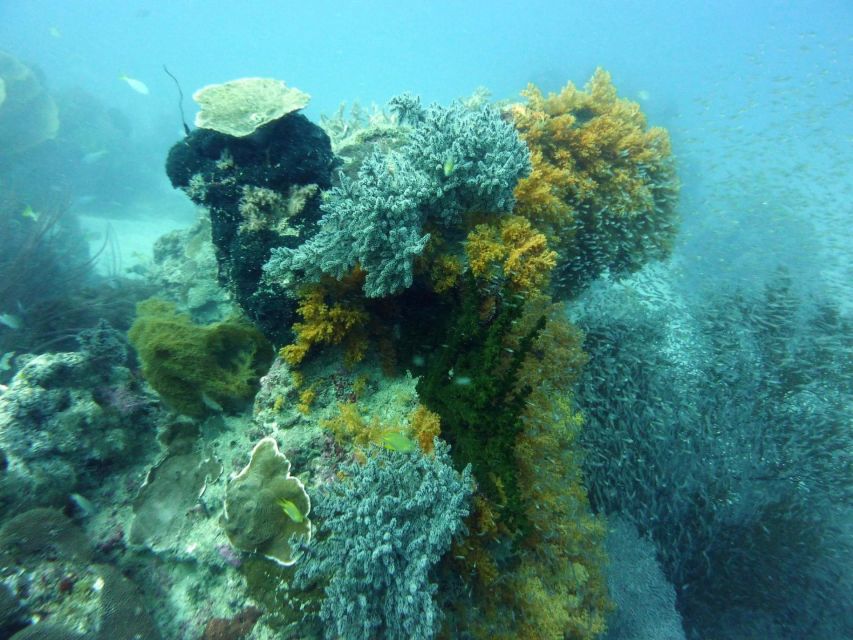 Diving Tour Karimunjawa (Private Tour) - Key Points