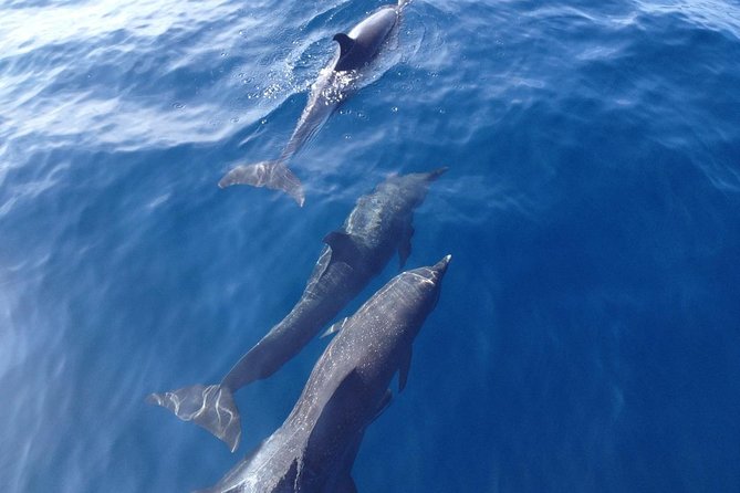 Dolphin and Snorkeling Trip With Costa Rican Companies