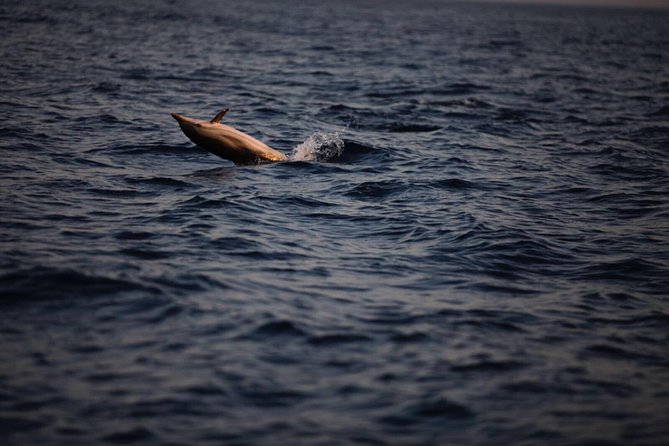Dolphin Tour Taormina - Good To Know