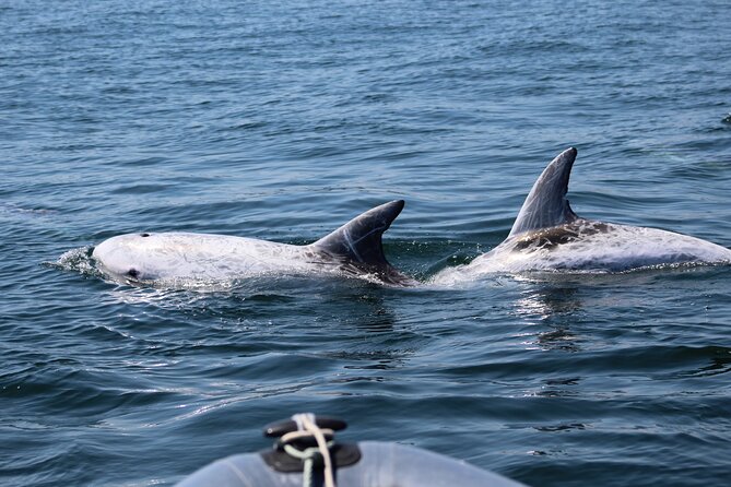 Dolphin Watching Along the Algarve Coast - Good To Know