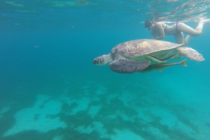 Dolphins, Coral Reefs, Caribbean Coast - Activity Overview