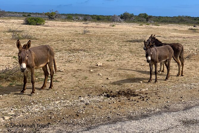 Donkey Sanctuary Tour With a Local Guide - Pricing Details