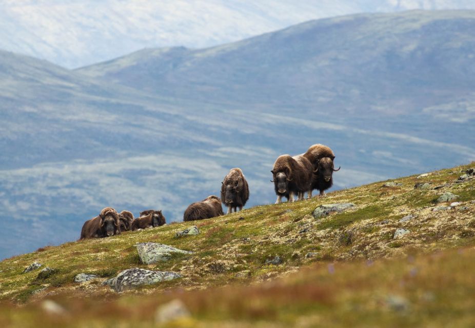 Dovrefjell National Park: Hiking Tour and Musk Ox Safari - Good To Know