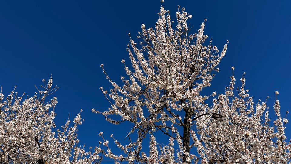 Embrace the Enchantment of Mallorcas Almond Blossom Season - Key Points