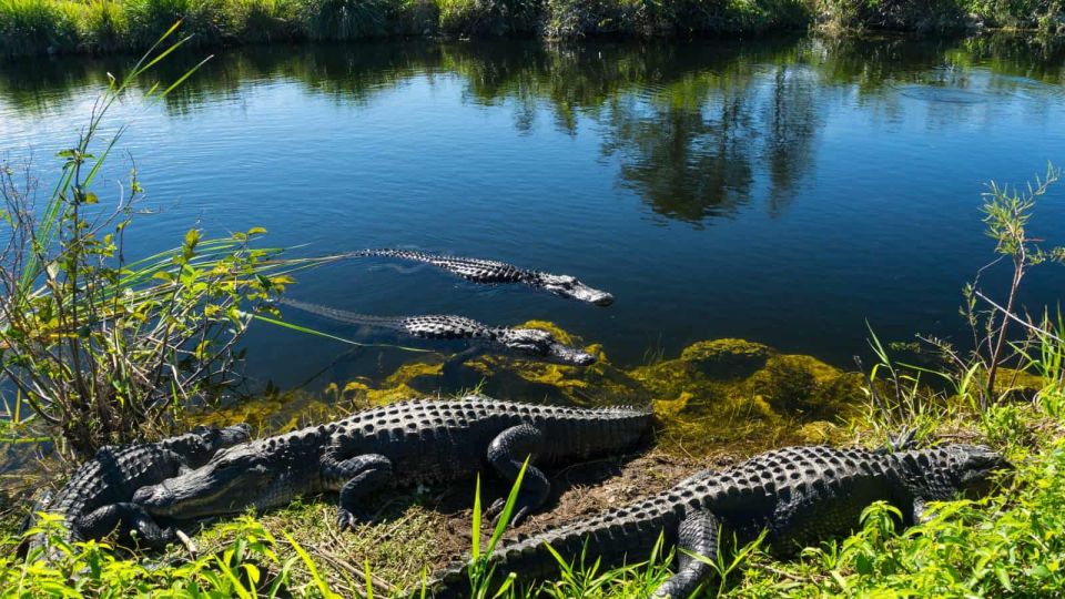 Everglades: Sawgrass Park Airboat Adventure Package - Key Points