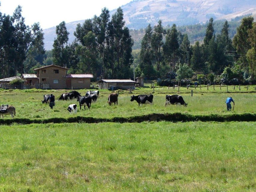 Excursion to the La Colpa Hacienda and Baños Del Inca. - Key Points