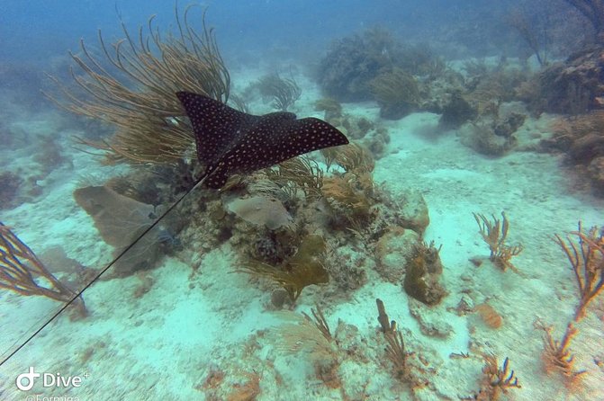 Fajardo Afternoon Snorkeling Adventure Tour - Overview of the Tour