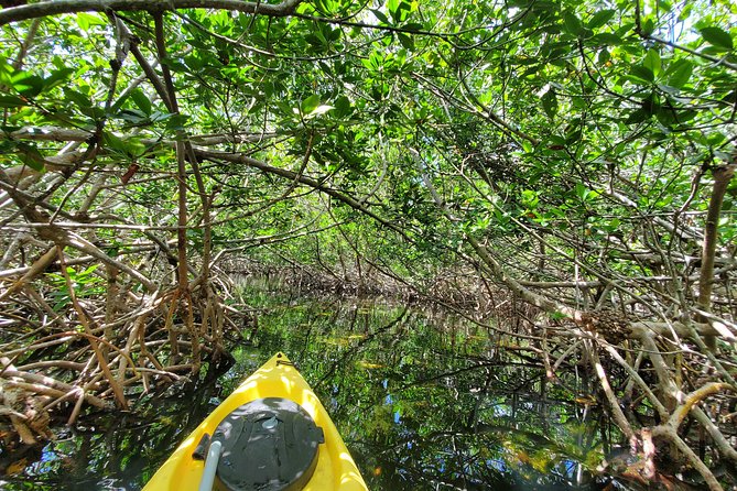 Florida Keys Mangrove Eco Tour of Manatee Bay - Key Points