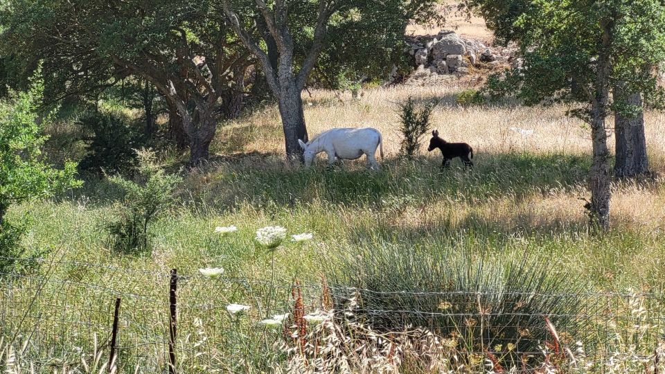 From Alghero: The Prigionette Oasis Guided E-Bike Tour - Key Points