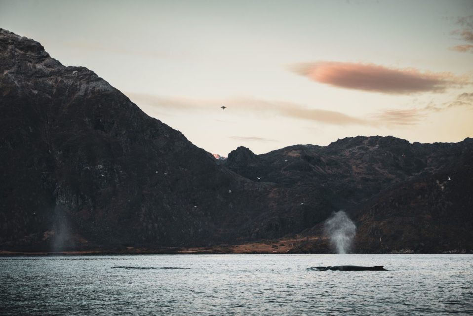 From Alta: Fjord & Whale Adventure - Good To Know