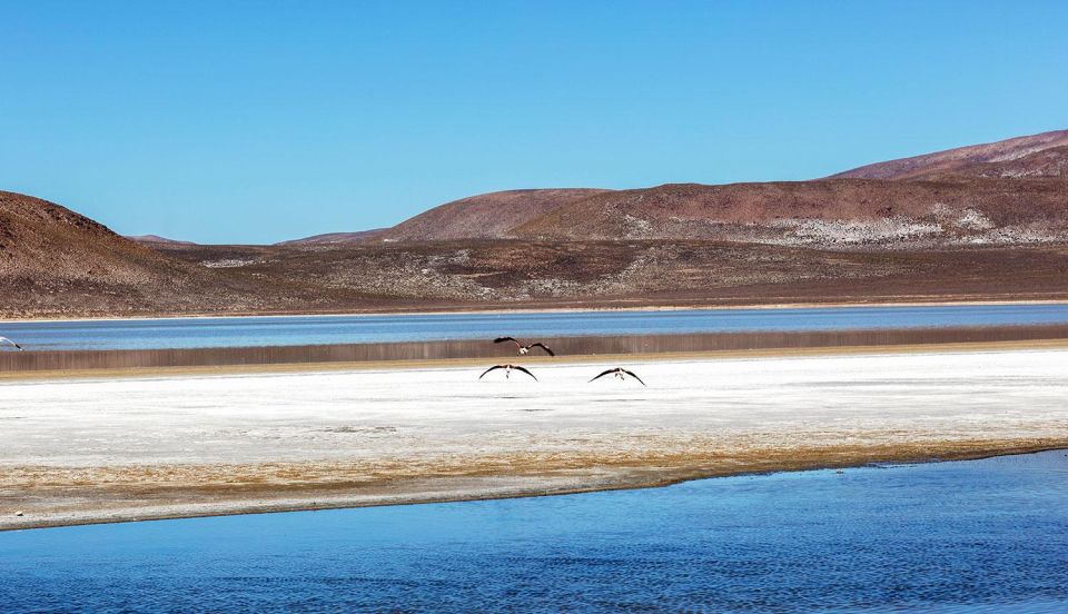 From Arequipa: Excursion to the Salinas Lagoon || Full Day | - Key Points