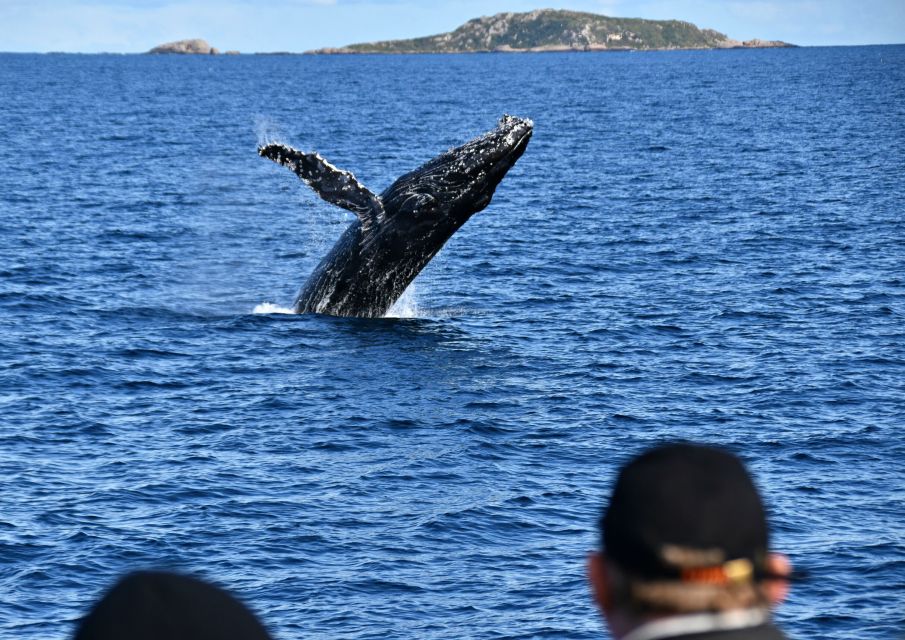 From Augusta: Educational Whale Watching Cruise - Key Points