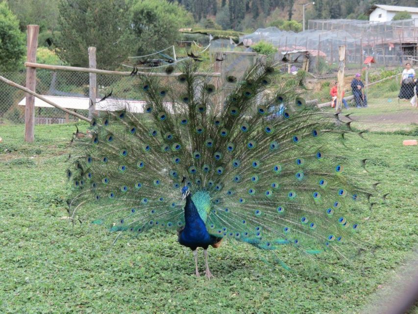 From Cajamarca: Porcon Farm - Key Points