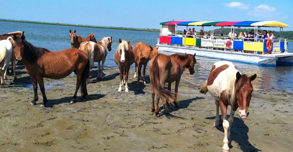 From Chincoteague Island: Assateague Island Boat Tour - Key Points