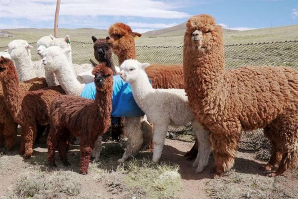 From Cusco: Llama Trekking - Key Points