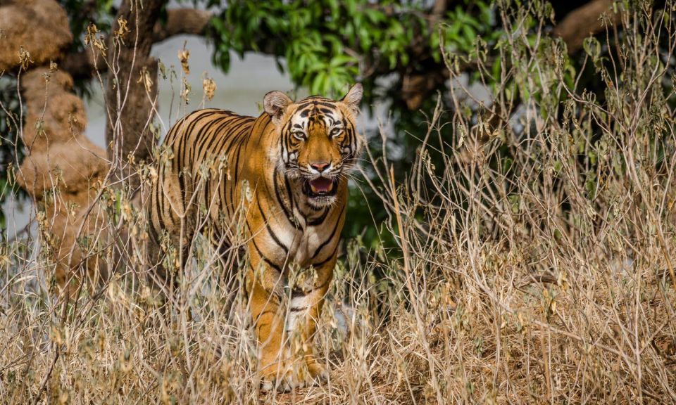 From Delhi: 4-Day Golden Triangle & Ranthambore Tiger Safari - Key Points