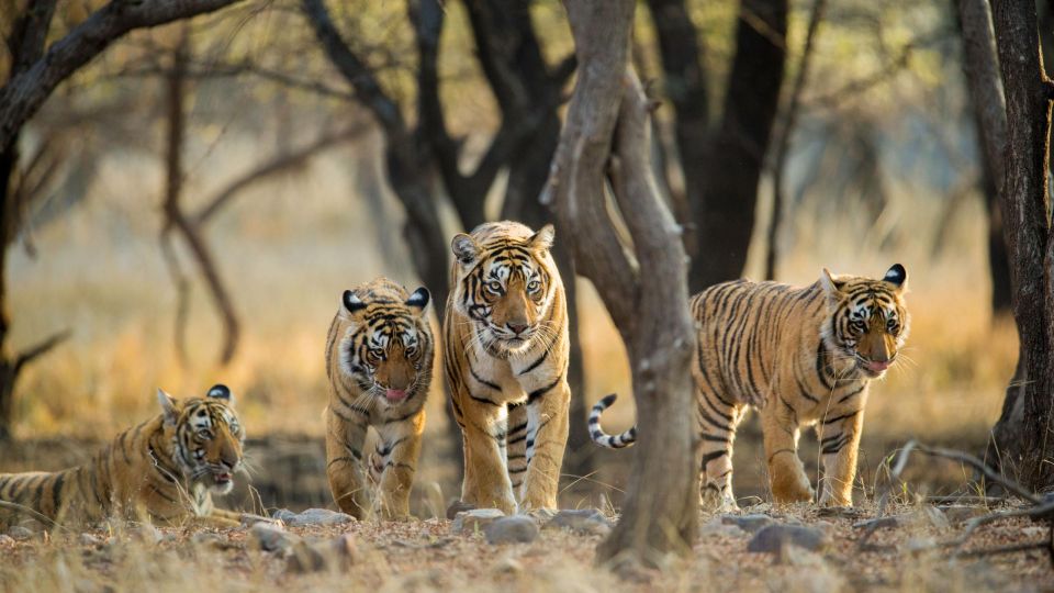 From Delhi: 6 Days Golden Triangle Tour With Ranthambore - Key Points