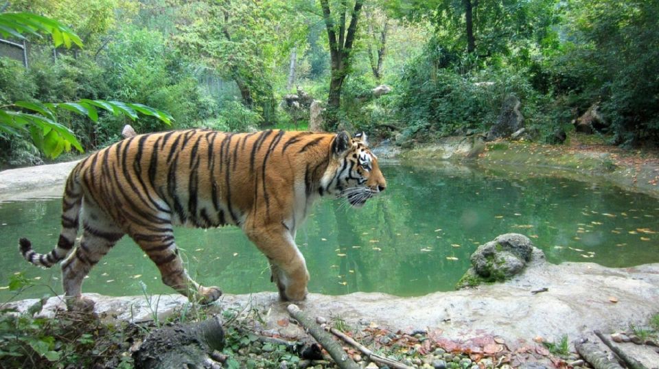 From Delhi: Jim Corbett National Park Tour by Car - Key Points