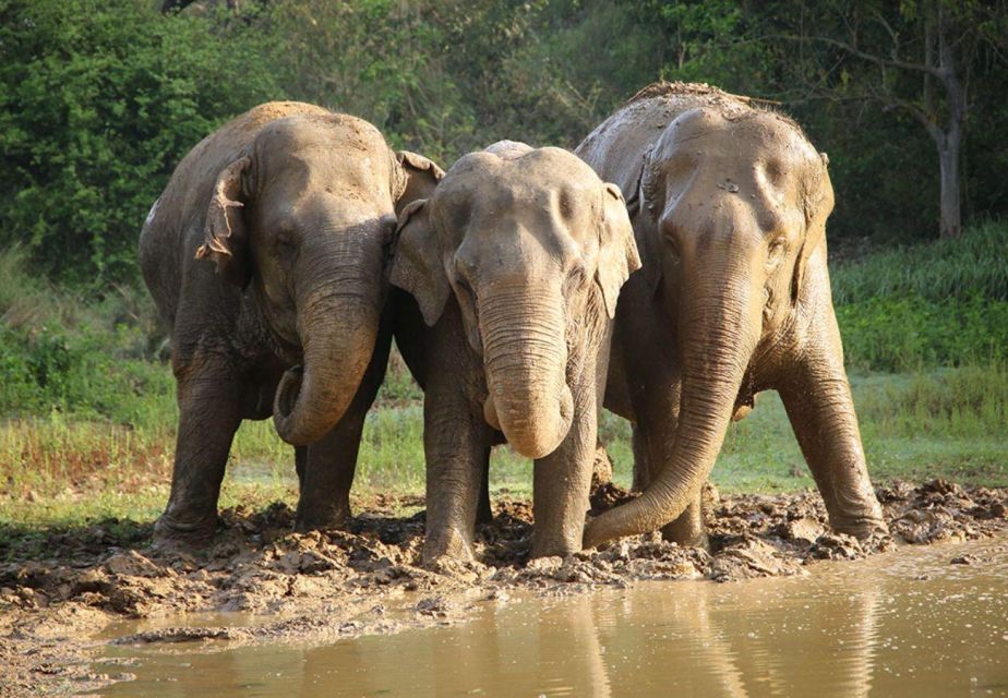 From Delhi:Sunrise Taj Mahal Tour With Elephant Conservation - Key Points