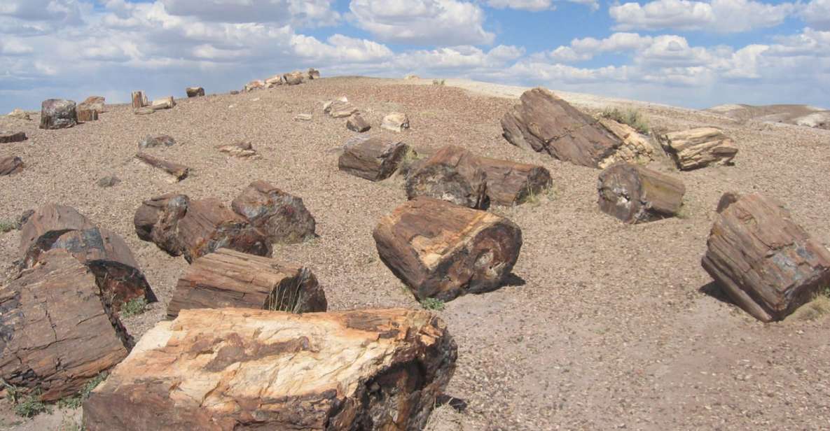 From El Calafate: La Leona Petrified Forest Day Trip - Key Points