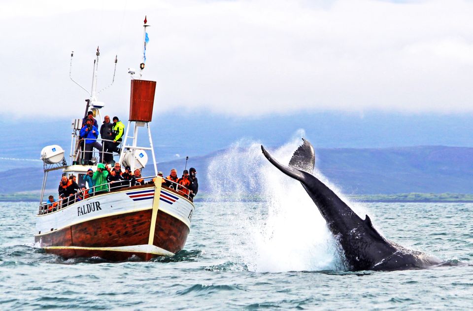 From Húsavík: Traditional Whale Watching Tour - Key Points