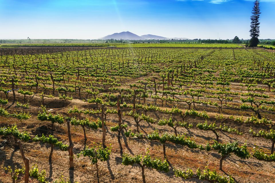 From Ica or Huacachina: Wine and Pisco Vineyards Tour - Key Points