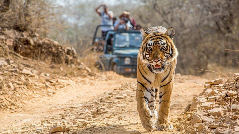 From Jaipur: Ranthambore Tiger Safari One Day Trip - Key Points