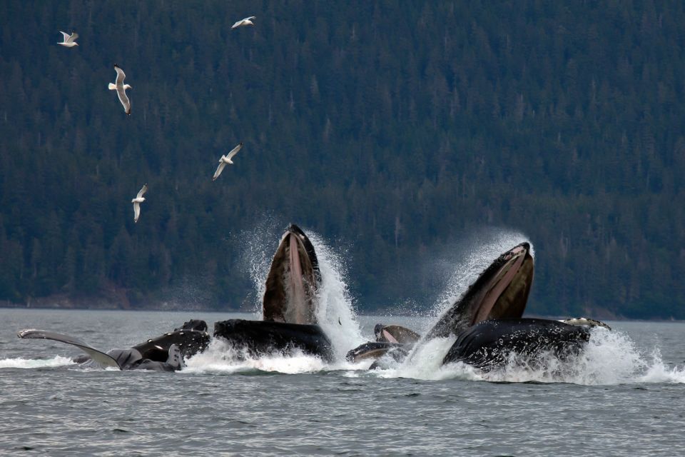 From Juneau: Whale Watching Cruise With Snacks - Key Points