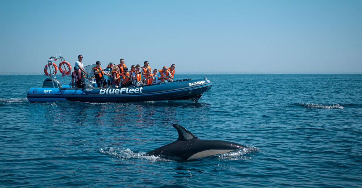 From Lagos: Dolphin Watching Boat Trip - Key Points