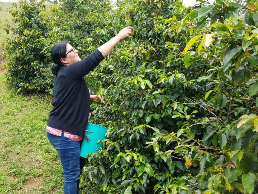 From Medellin: Full Day Fredonia Coffee Private Tour - Key Points