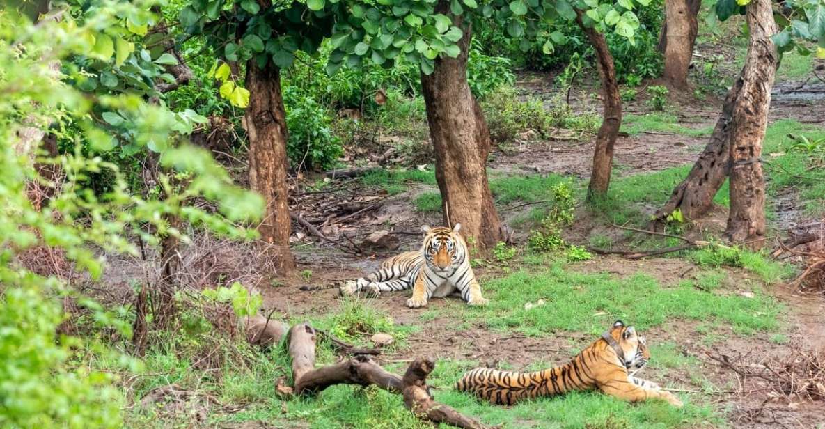 From New Delhi: 3-Day Sariska Tiger Reserve Private Tour - Key Points