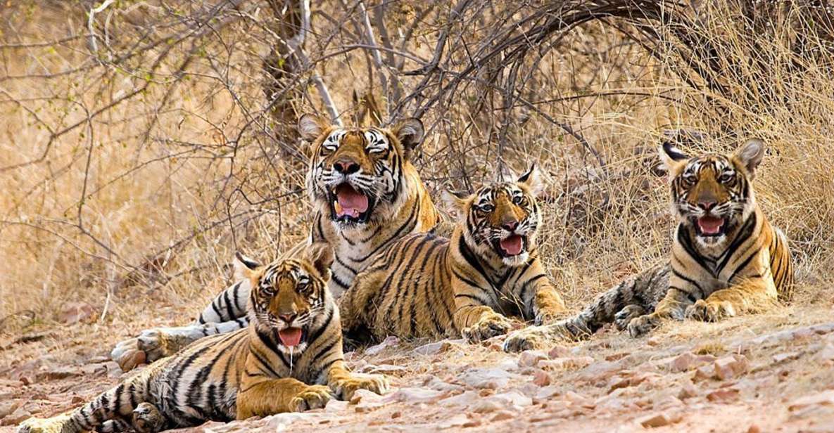 From New Delhi: 5-Day Golden Triangle Trip With Ranthambore - Key Points