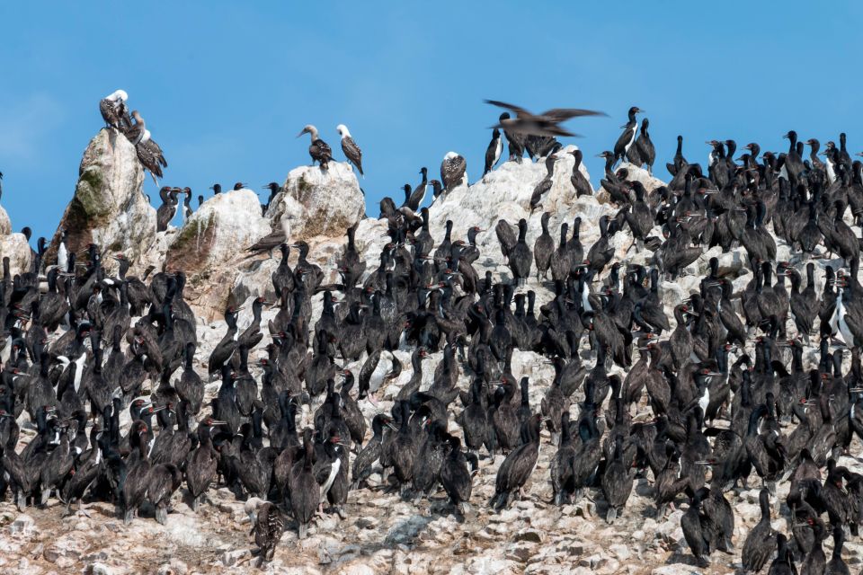 From Paracas: Ballestas Island Marine Wildlife Watching - Key Points