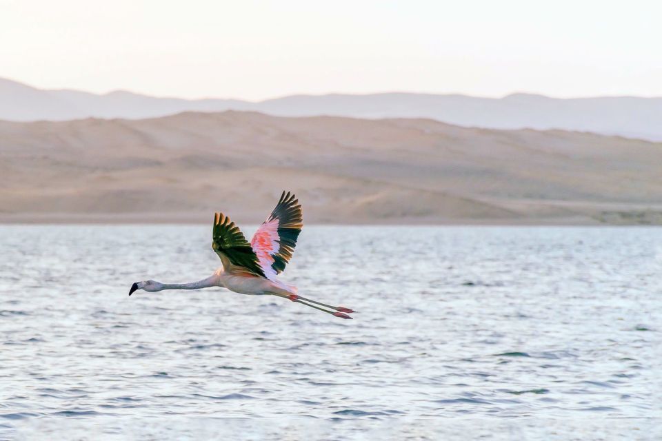 From Paracas: Ballestas Islands & Paracas National Reserve - Key Points