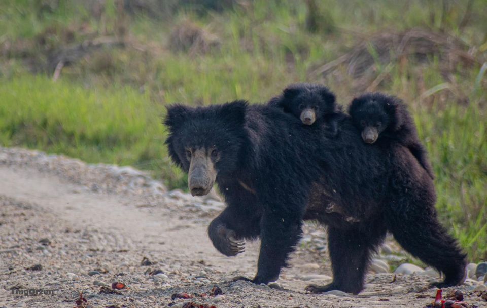 From Pokhara: Private 3-Day Chitwan Jungle Safari Tour - Key Points