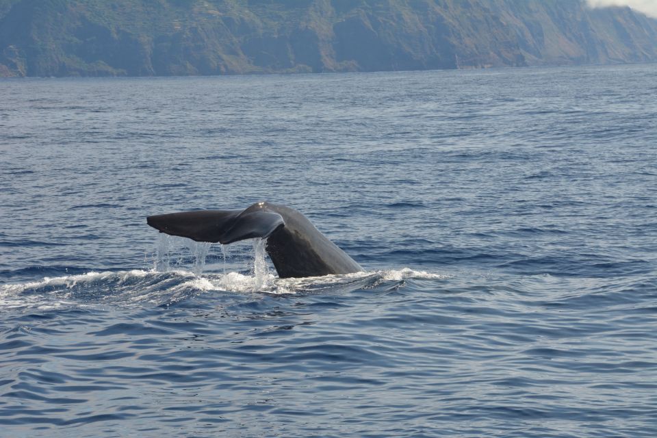 From Porto Moniz: Whale and Dolphin Watching Tour in Madeira - Key Points