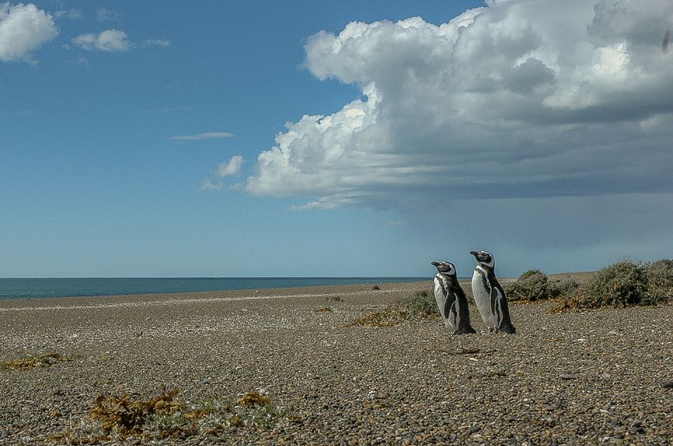 From Puerto Madryn: Penguin Tour & Valdés Peninsula Day Trip - Key Points