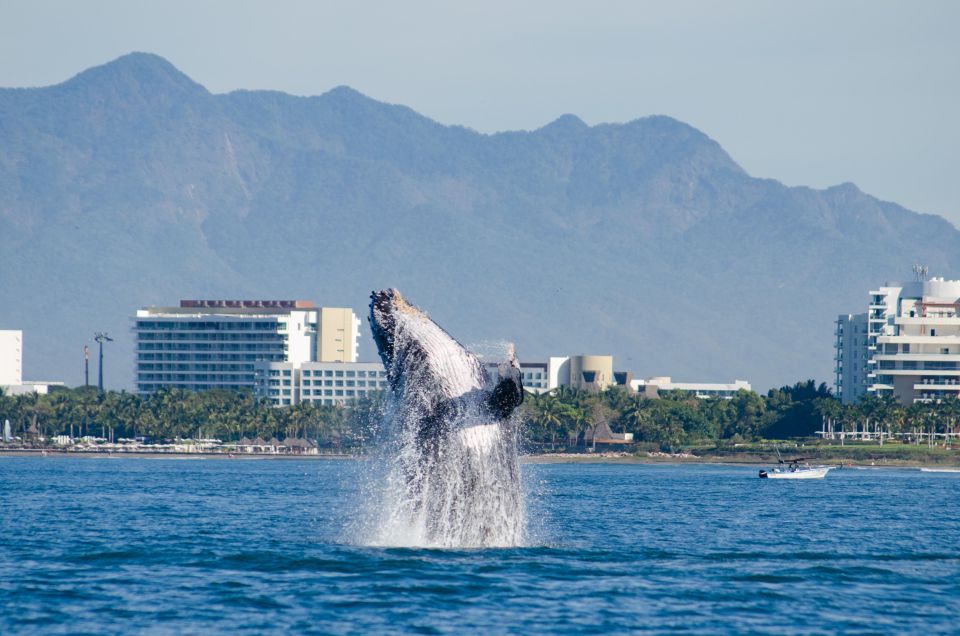 From Puerto Vallarta/Nuevo Vallarta: Whale Watching Cruise - Key Points