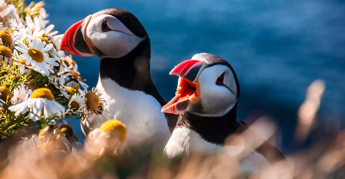 From Reykjavik: Vestmannaeyjar Islands, Puffins &Volcanoes - Key Points