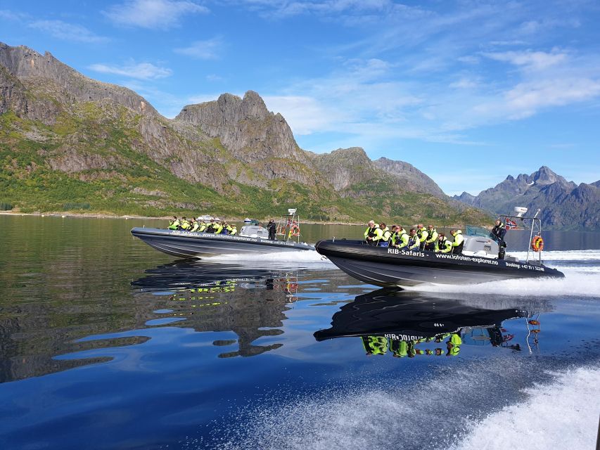 From Svolvaer: Trollfjorden Wildlife RIB Cruise - Good To Know