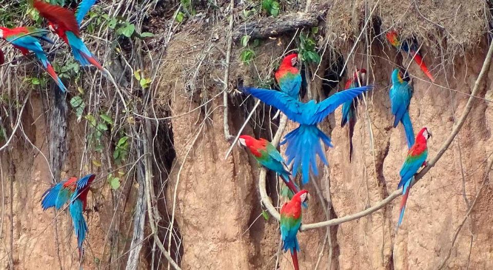 From Tambopata: Parrots and Macaws Clay Lick - Key Points