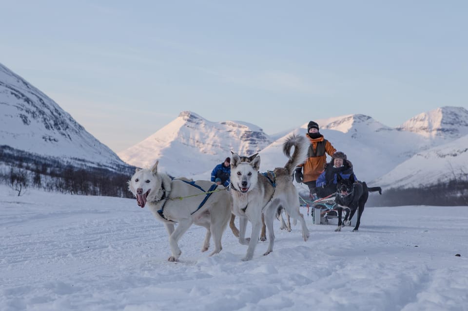 From Tromsø: Advanced Dog Sledding Tour at Camp Tamok - Good To Know
