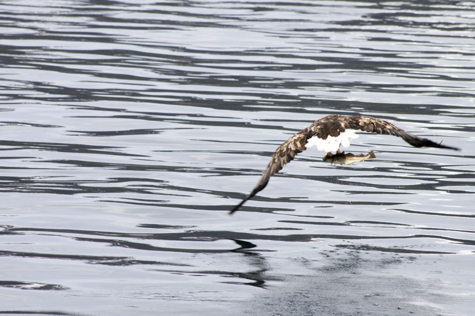 From Tromsø: All-Inclusive Whale and Sea Bird Boat Cruise - Good To Know